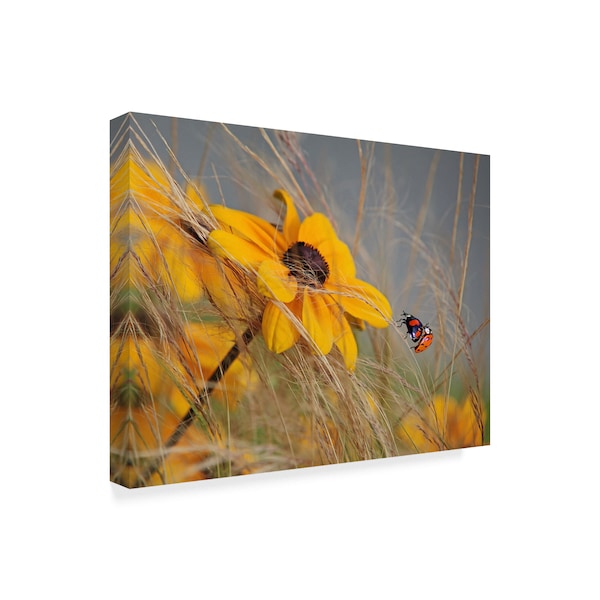 Anna Cseresnjes 'Colors Of Summer Yellow' Canvas Art,24x32